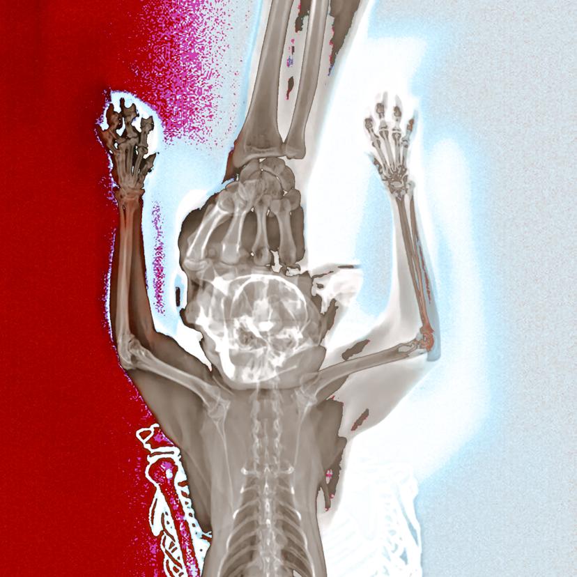 Release Cover